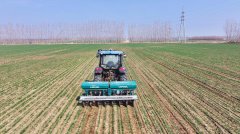 小麦苗长势健壮；取而代智能化程度越来越高、